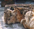 Click on image to see full-sized version China Dogs