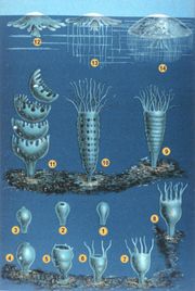 Click on image to see full-sized version float. sting. eat. if over-fishing and climate change continue the dominant marine life form in 50 years will be the jellyfish.