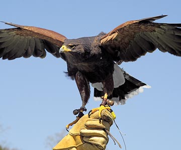 Falconry Display