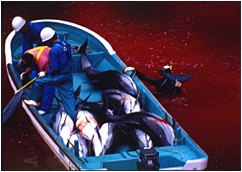 Dolphin Massacre