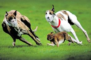 Hare Coursing is dying...thankfully!