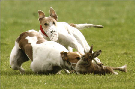 Click on image to see full-sized version Far less hare coursing clubs now than in 1935...