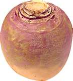 turnip.jpg