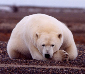 Polar Bear