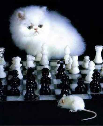 Click on image to see full-sized version cat_and_mouse.jpg