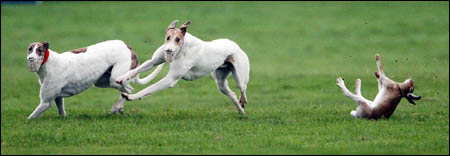 Click on image to see full-sized version Hare Coursing entertainment