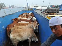 Click on image to see full-sized version Stop live animal exports -respect all beings right to life-go vegan.