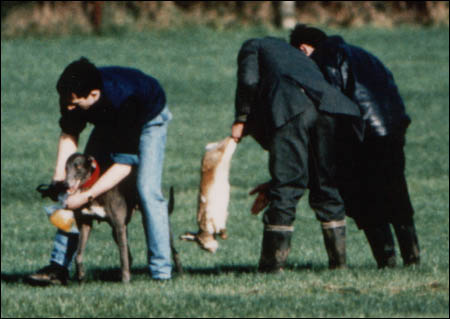 A scene hare coursing officials don't want anyone to film...