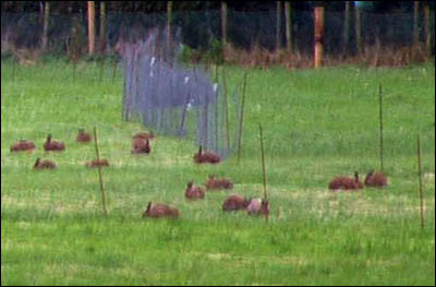 Click on image to see full-sized version Hares in captivity prior to coursing