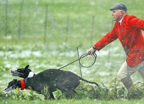 Click on image to see full-sized version Hare Coursing equals legalised animal abuse.
