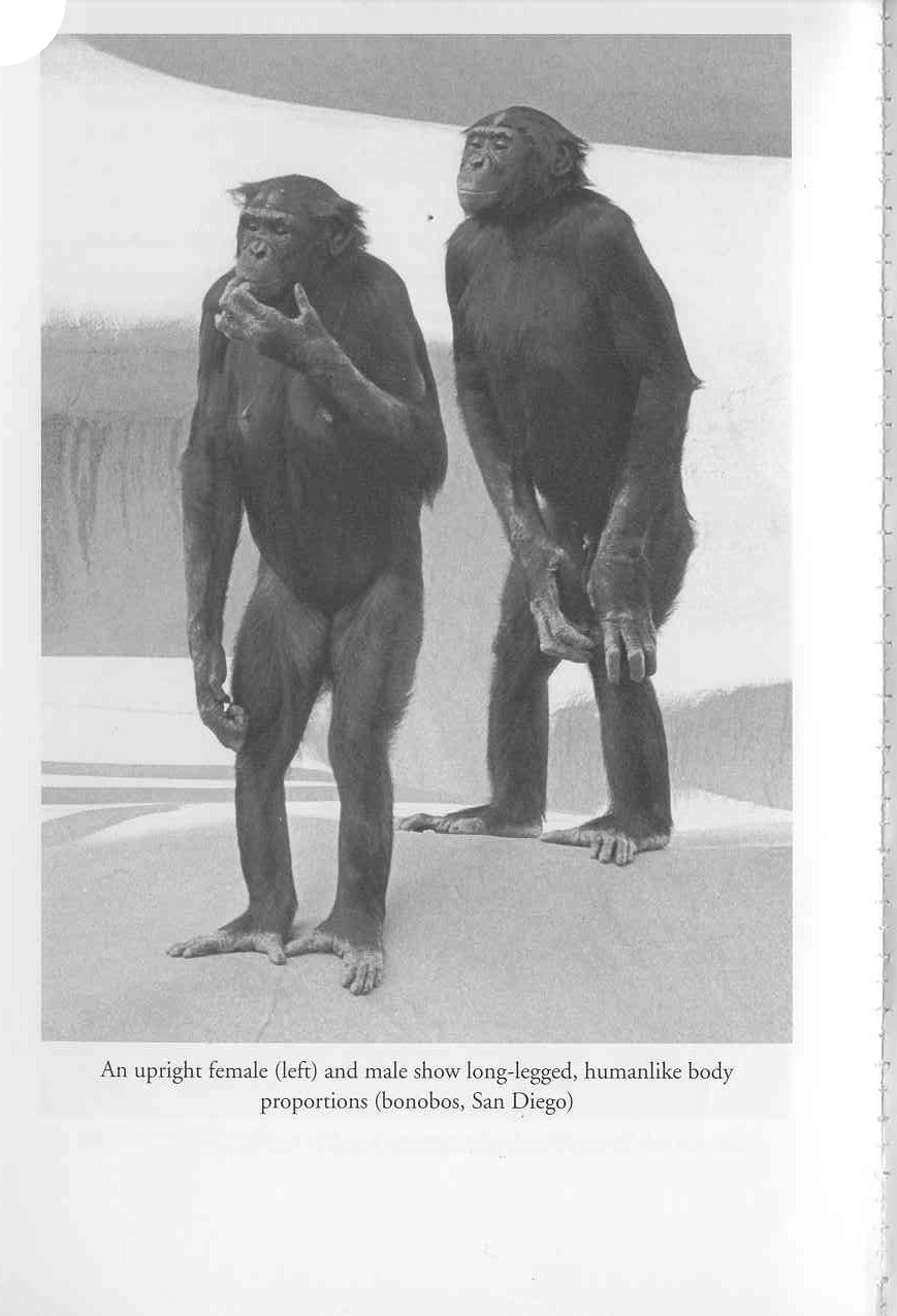 bonobo chimps