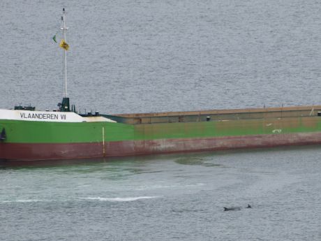 Click on image to see full-sized version swimming alongside