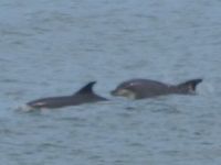 dolphins in Broadhaven Bay