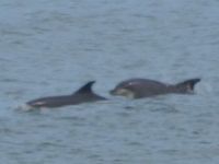 Click on image to see full-sized version dolphins in Broadhaven Bay