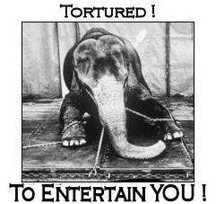 Its about time Circuses with animals were a thing of the past.