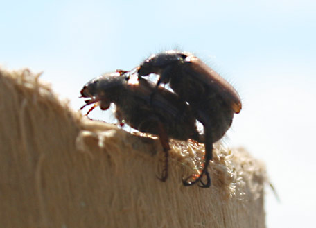 Beetle Love: the area is popular with flying beetles, but they are small and harmless