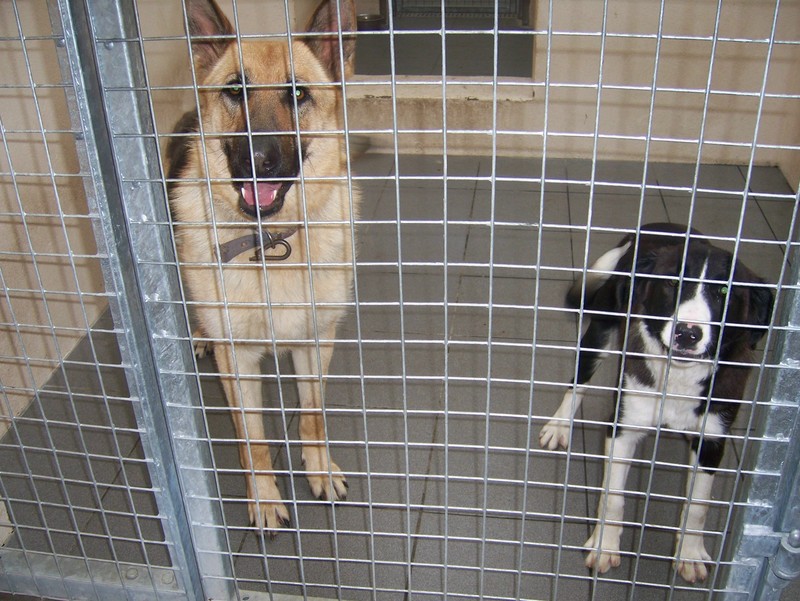 puppy pound 15 to 20 pound dogs breeds picture puppy pound 15 to 20 pound dogs breeds picture