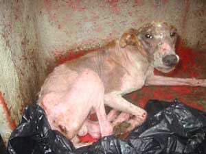 Click on image to see full-sized version Stop funding the Greyhound Industry