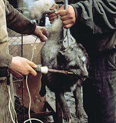 Click on image to see full-sized version Fox Being Anally Electrocuted