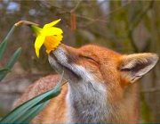 fox_and_flower.jpg
