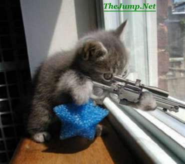 Iraqi Cats are good resistance fighters