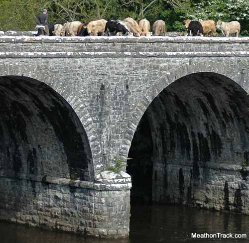 boyne_viaduct_cows.jpg