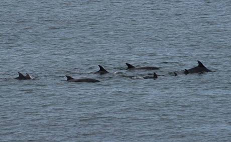 Bottlenose group including young