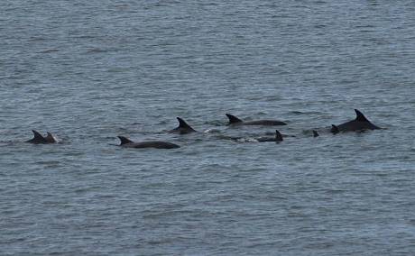 Bottlenose group including young