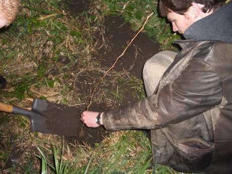 first hazel is planted