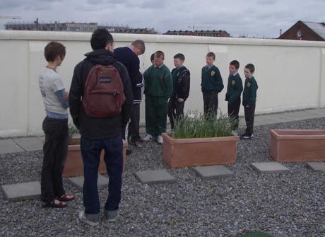 young tree planters on Larriers roof garden