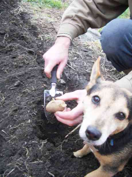 first spud of 2006 put into the dolphins barn garden, accompanied by the dog