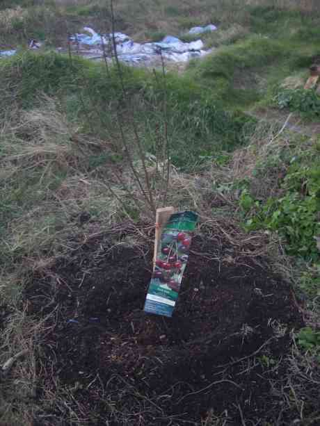 fruit trees in the orchard