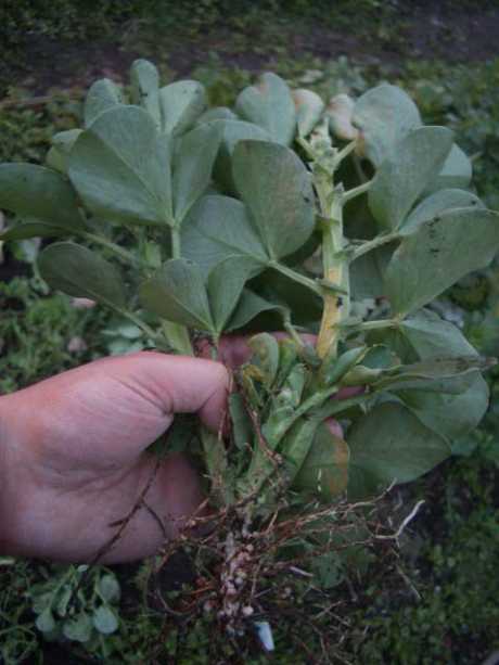 the green manure