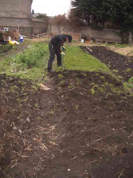 diggin' the green manure back into the earth