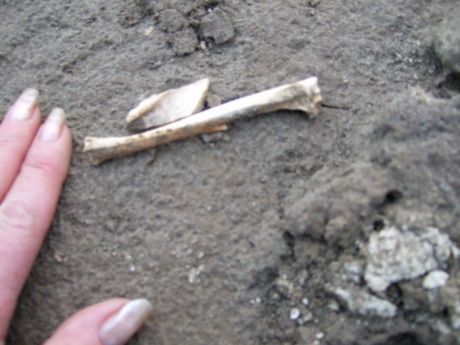 Exposed bones at Lismullin 