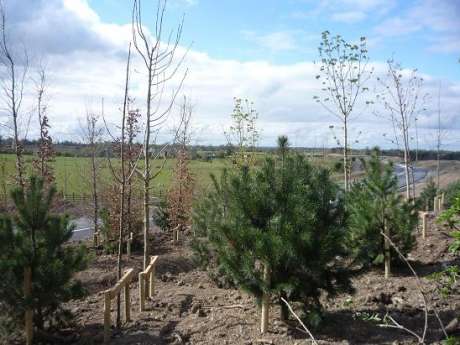 Rath Lugh Crib Wall planted