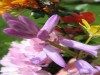 bealtaine flowers