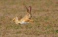 A Panamanian Tapeti Hare: Panama has just banned live hare coursing...Ireland still allows it!