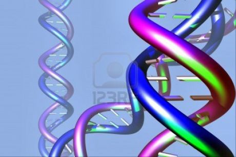 DNA Molecule Twisted Chain Model