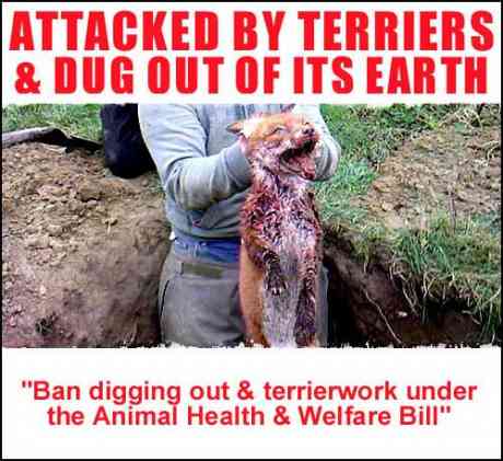 Click on image to see full-sized version "Animal Welfare" Act permits THIS!