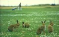 Hares on the North Bull Island
