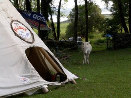 Donkey Drops By For A Cuppa