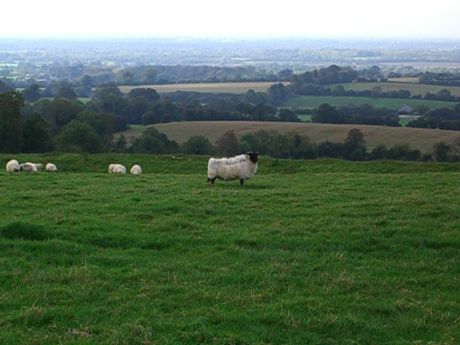 View From The Hill of Tara