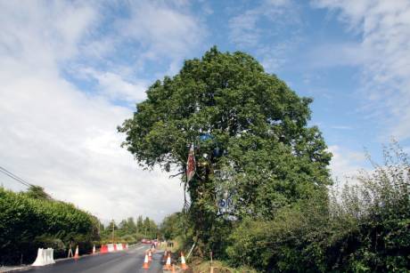 the tree at collierstown