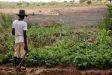 A farmer surveys his crop in Manica province