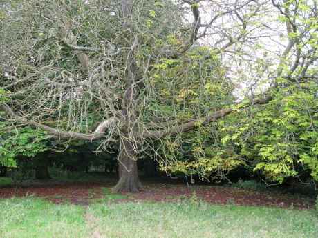 Dying Chestnut Tree at Tara