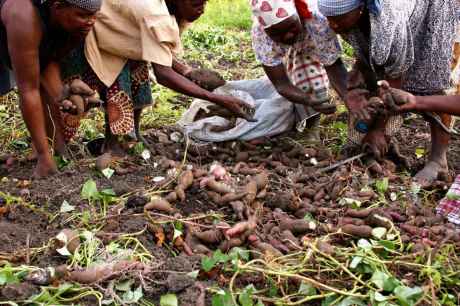 Women pick sweet potatoes near Maputo