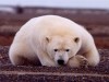 1214_polar.jpg