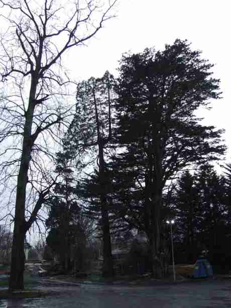 Turkey Oak, Giant Redwood and (Chicken tree 2)Monterey Cypress