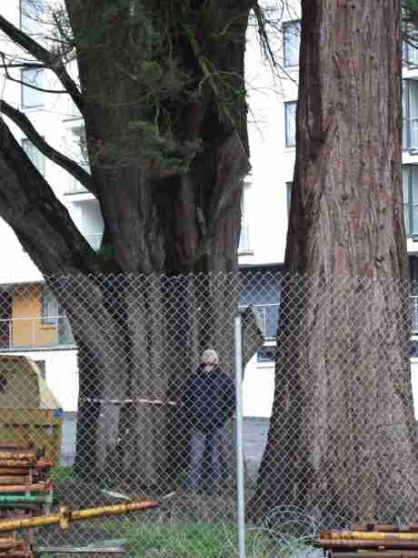 This shot gives a better idea of the scope and girth of the beautiful Giant Redwood Sequoia tree